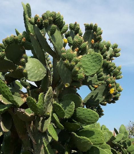 Opuntia ficus-indica
